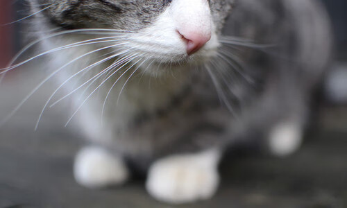 爱游戏体育网页版-2024国际乒联混合团体世界杯：Chinese Taipei再创佳绩，2020国际乒联赛