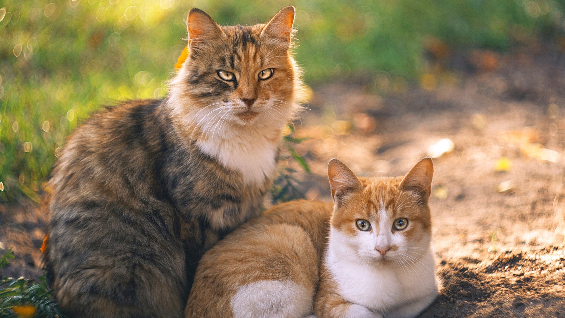 爱爱游戏-体育新闻中心发布体育短视频多平台分发策略，体育短视频创作