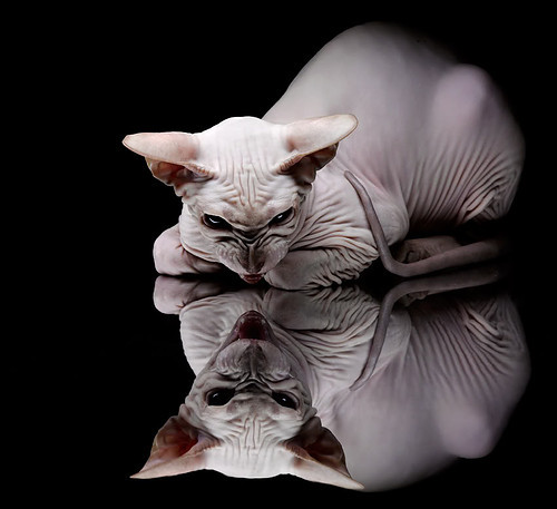 ayx爱游戏官网-瑞典乒乓球队未来:如何在国际舞台再创辉煌,瑞典国家乒乓球队