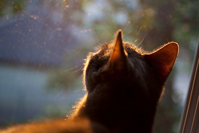爱游戏大厅-“尼古拉斯·桑特基的精准传球与决策能力，带领阿根廷美洲狮队迈向成功”